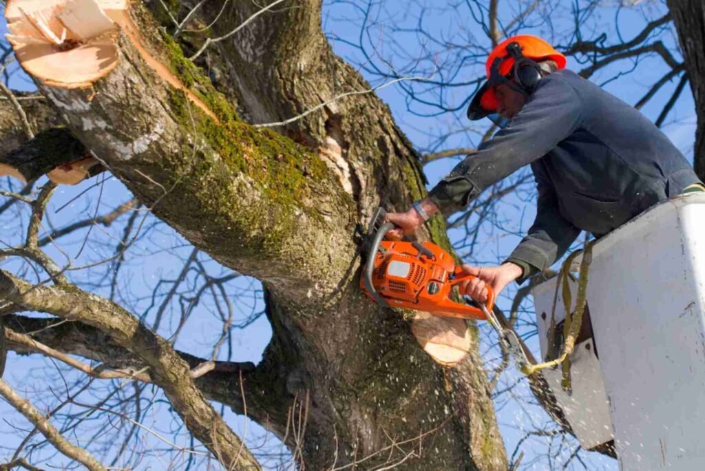 Tree Service in La Grange, IL